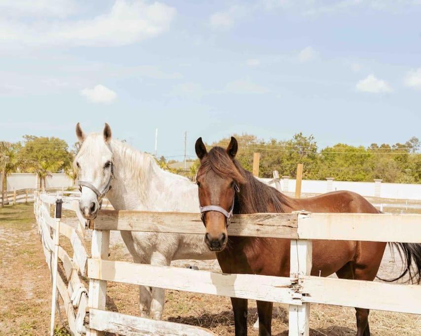 Tampa Bay Oasis Apartment Tarpon Springs Ngoại thất bức ảnh